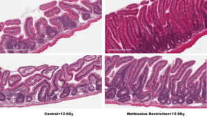 microscope images showing gut imagery