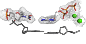 Pol Iota Structure