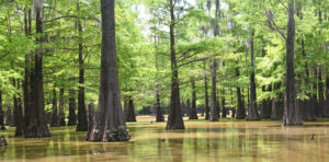 Swamp area with cypress trees