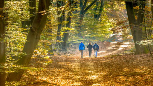 People strolling on Walkway in autumn forest with colorfull fall foliage in hazy conditions. Veluwe, Gelderland Province, the Netherlands.