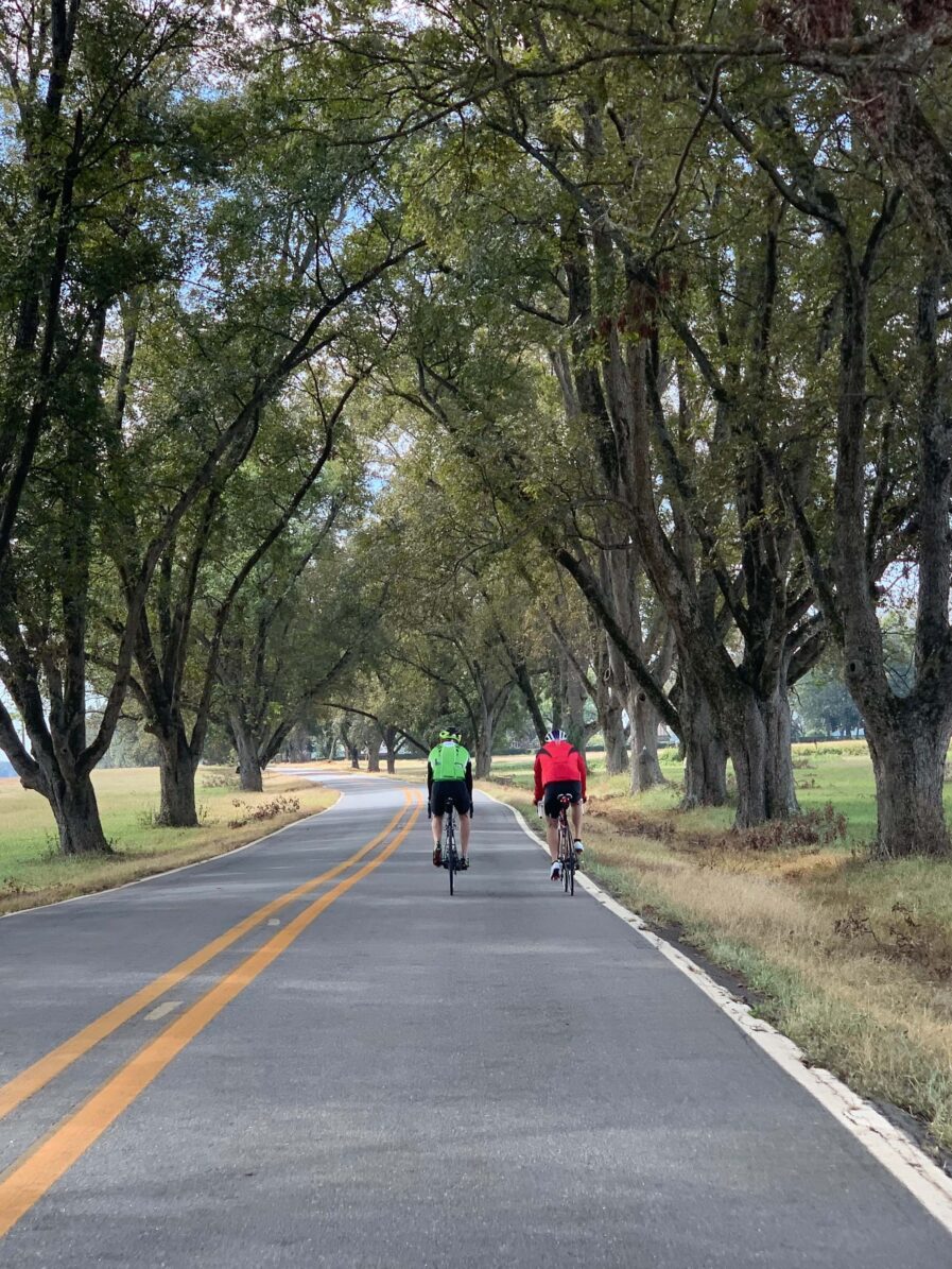 Two bike riders under trees covering roadway