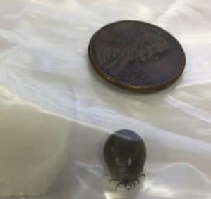 tick sample next to a penny to show the size