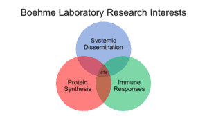Venn diagram - Boehme Lab Research Interests. Text in the image includes Systemic Dissemination, Protein Synthesis, and Immune Responses.