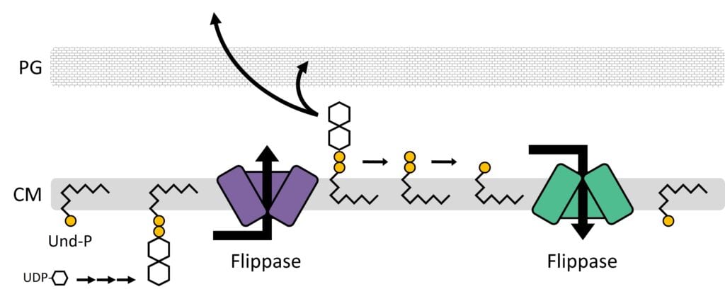 Model for Und-P utilization