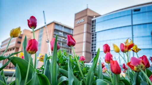 Tulips blooming on the UAMS campus with buildings in the background