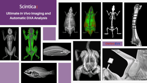 compositional images of bone in both white and green of mice, fish and birds using the DXA scanner