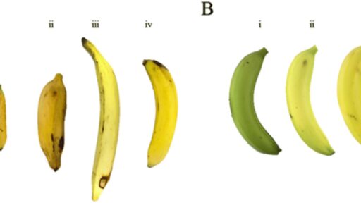 banana specimens used for testing vitamin A bioactivity