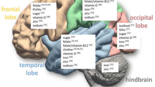 cartoon image of brain sections and nutrient associations