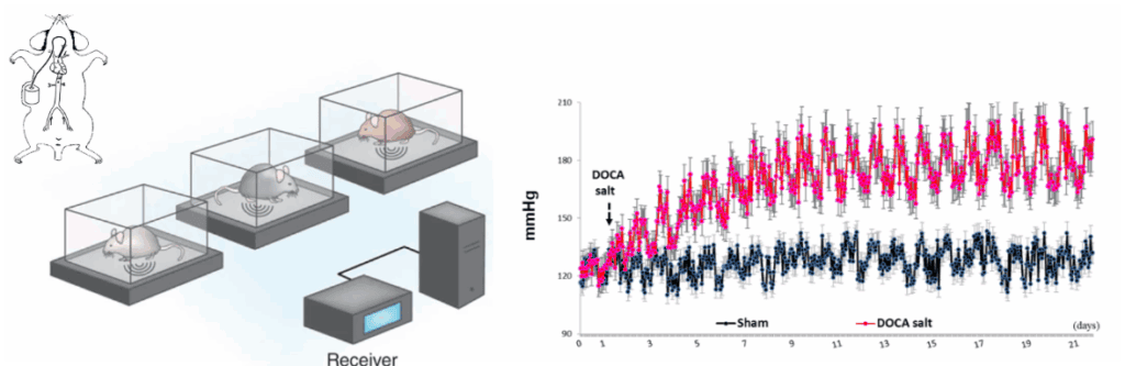 Real-time measurement and continuous recording of cardiovascular parameters in conscious laboratory rodents, including systolic and diastolic blood pressure, heart rate, and locomotor activity.