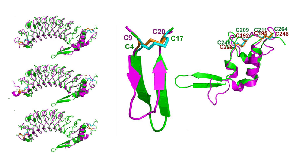 Structural similarities between human platelet glycoprotein IbαN (green) and variable lymphocyte receptors (VLR) structures from sea lamprey and hagfish (magenta). In ‘Structural origins of hemostasis and adaptive immunity’. J. Ware and K.I. Varughese