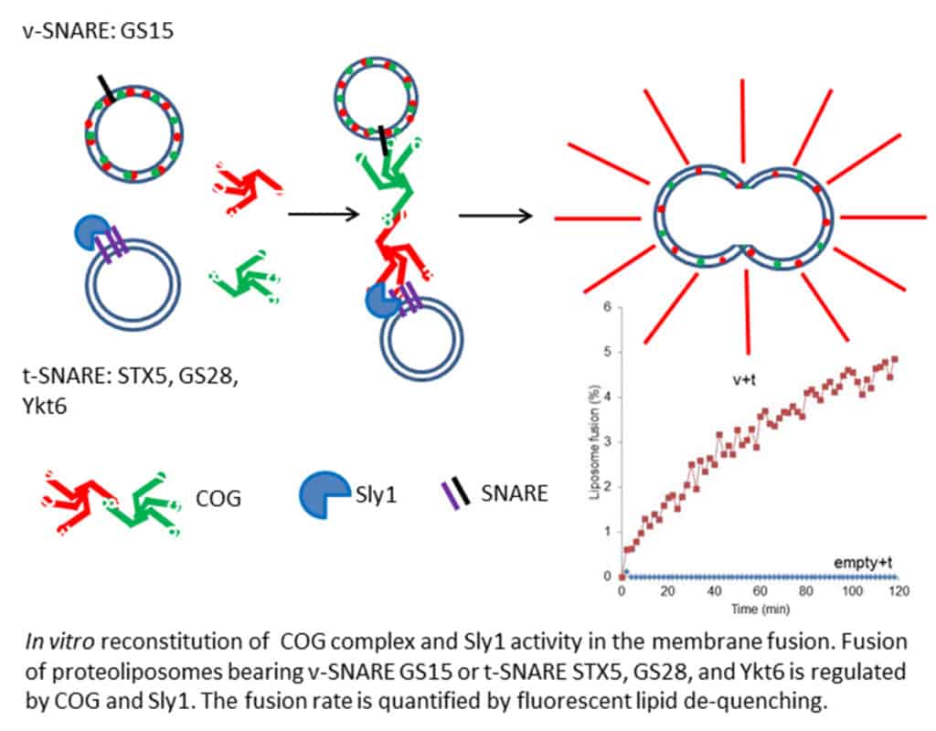 In vitro reconstitution of COG complex and Sly1 activity in the mebrane fusion