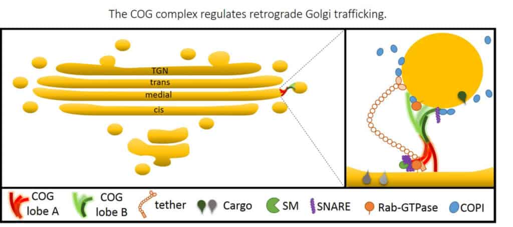 COG complex regulates retrograde Golgi trafficking