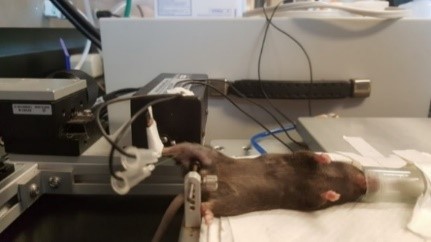 Mouse in the Lab 