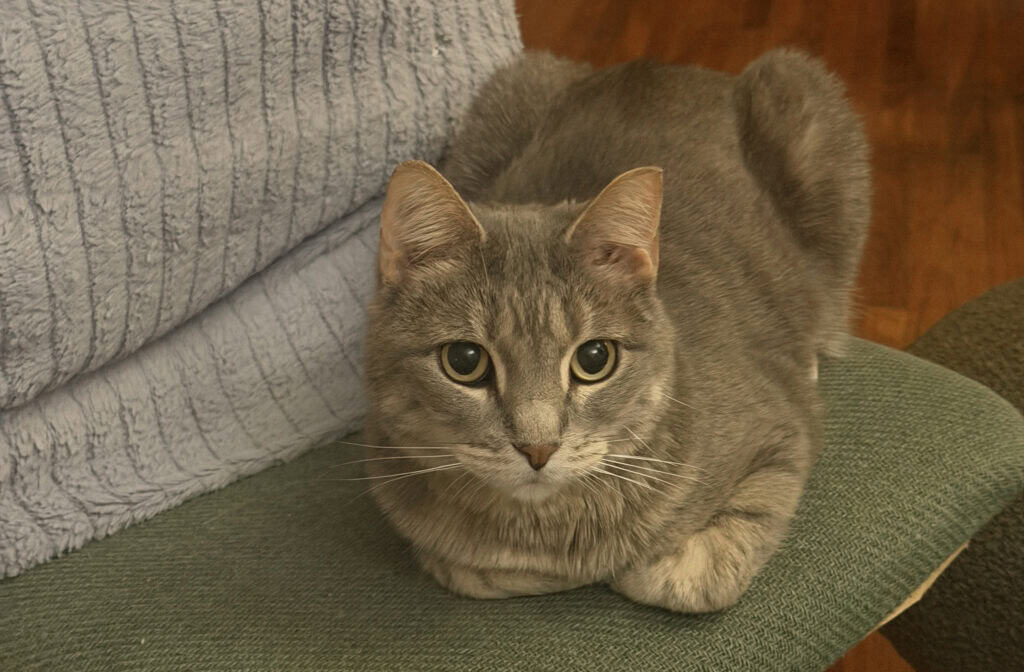nadia1