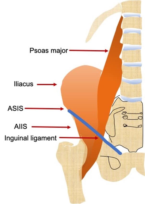 Illustration of Pelvic Anatomy