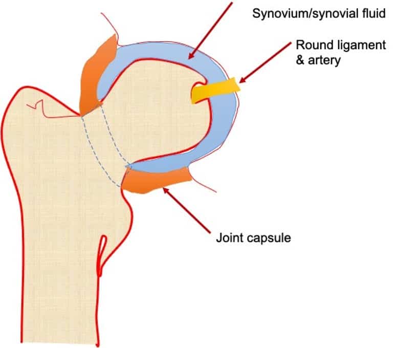 Illustration of Acetabular Joint Anatomy