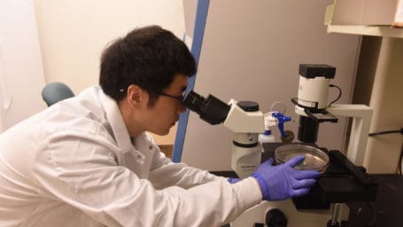 Researcher using microscope