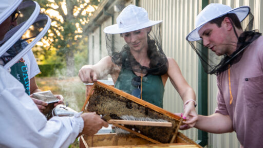 students lift a honeycomb frame from a hive. They are wearing protective beekeeping gear over their heads.