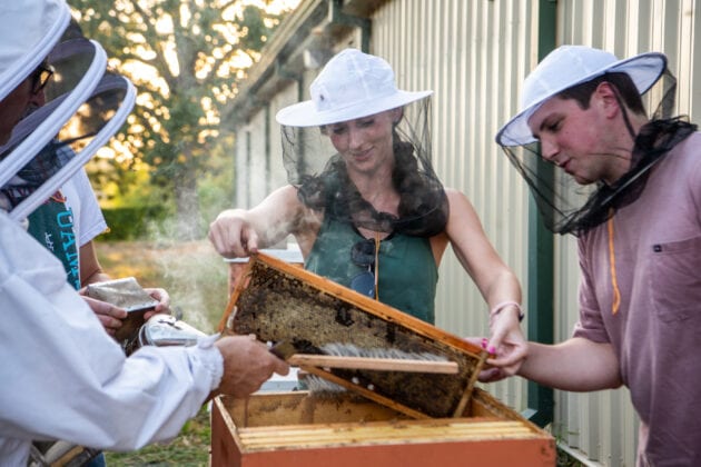 students lift a honeycomb frame from a hive. They are wearing protective beekeeping gear over their heads.